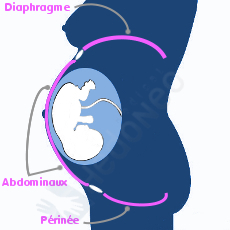 Le muscle périnée, abdominaux (grand droit de l'abdomen) et cambrure dorsale lors d'une grossesse