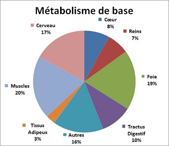 métabolisme basal