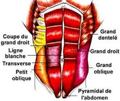 muscle-abdominaux-anatomie