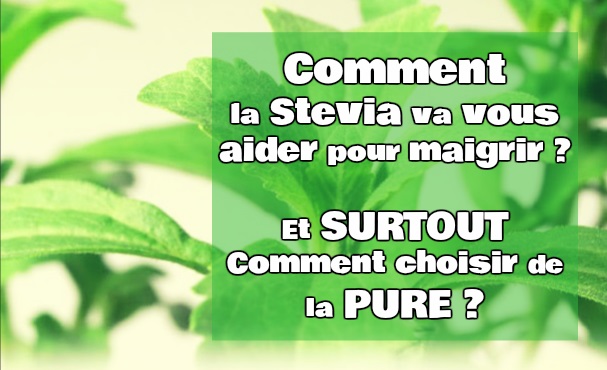 Stevia bio